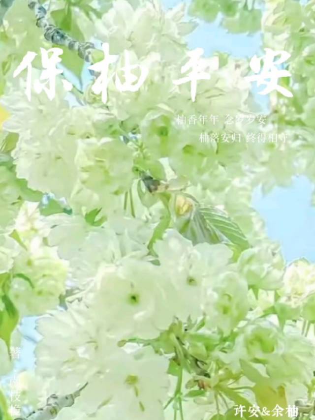 保柚平安